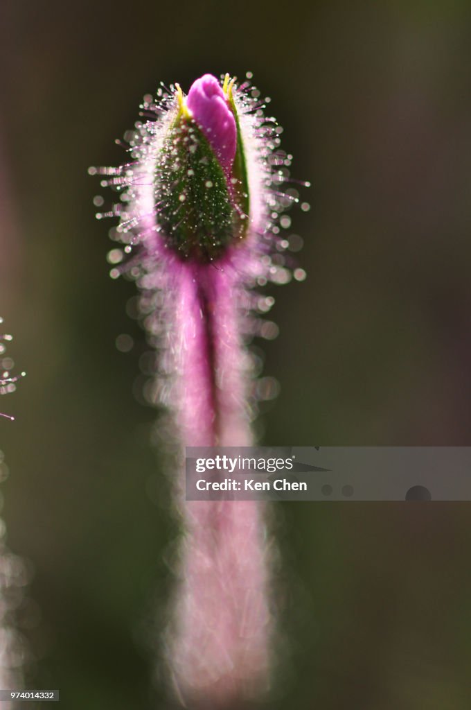 Bud High-Res Stock Photo - Getty Images