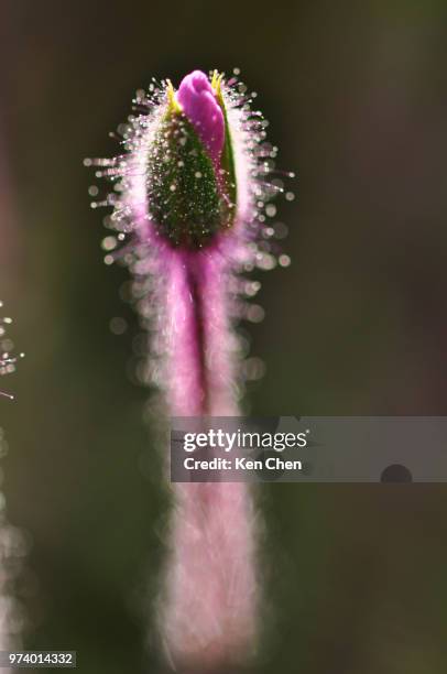 Bud High-Res Stock Photo