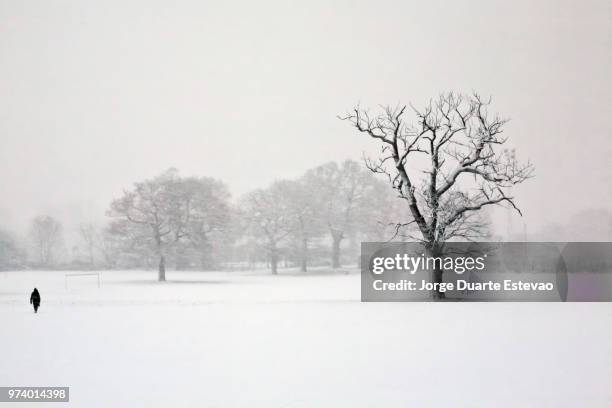 solitude in the snow - jorge duarte estevao stock pictures, royalty-free photos & images