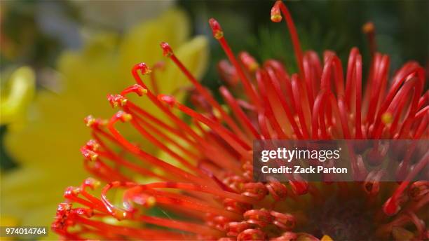 protea filaments - protea stock pictures, royalty-free photos & images