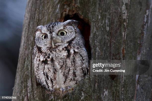 portrait of eastern screech owl - assiolo americano foto e immagini stock