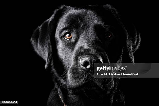 portrait of a black labrador. - animal black background fotografías e imágenes de stock