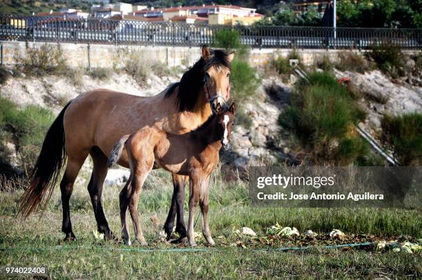 caballos en la vega - caballos stockfoto's en -beelden