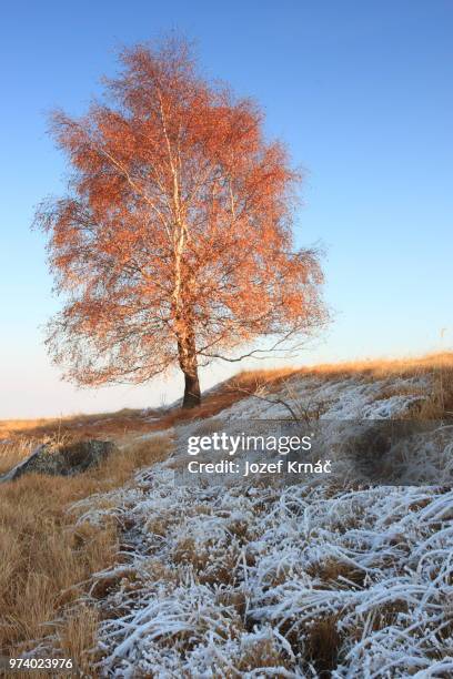 photo by: jozef krnáč - european beech stock pictures, royalty-free photos & images