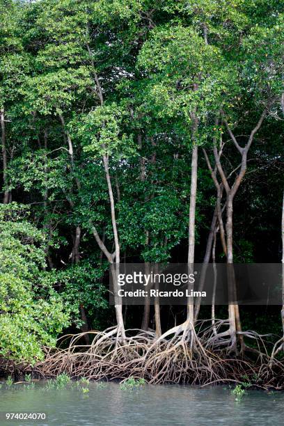 mangrove forest near romana island, amazon region, brazil - mata atlantica photos et images de collection