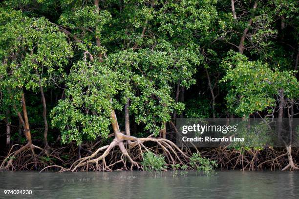 mangrove forest near romana island, amazon region, brazil - mangroves stockfoto's en -beelden