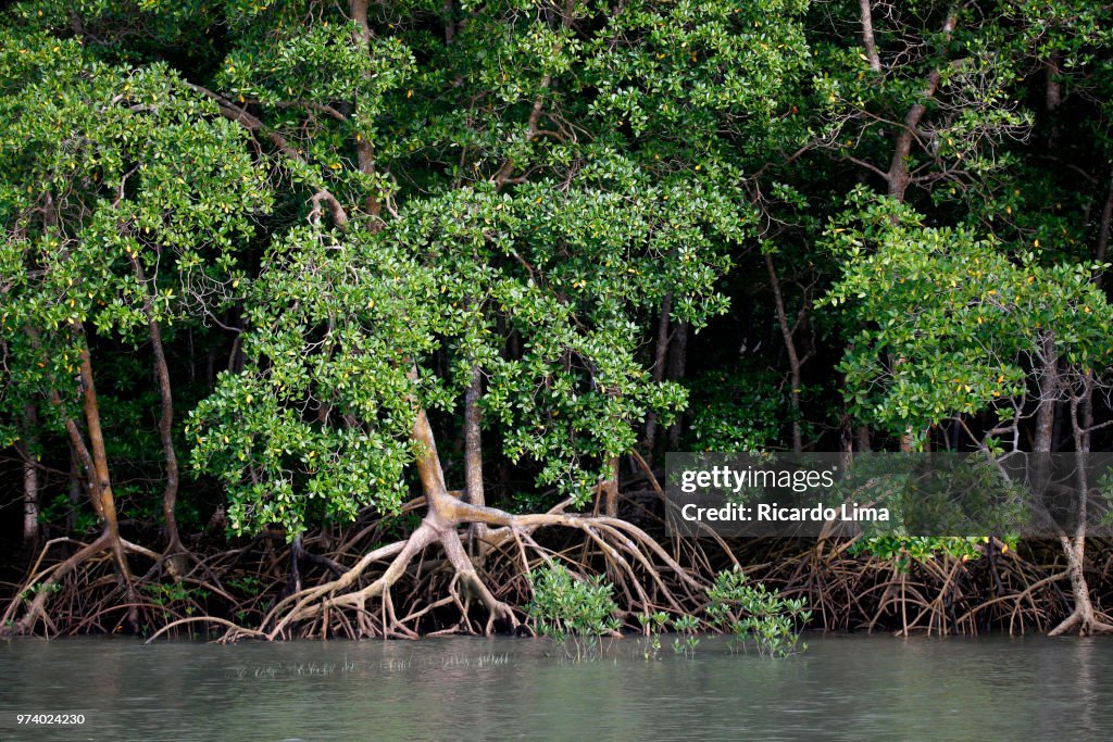 Mangrove Forest Near Romana Island, Amazon Region, Brazil