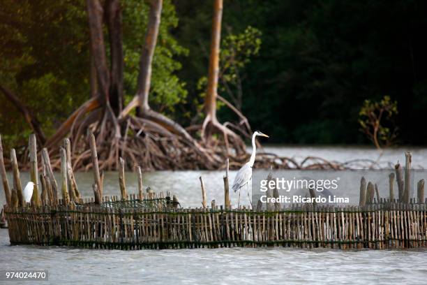 egrets on a fisihing corral, amazon region, brazil - ricardo corral stock pictures, royalty-free photos & images