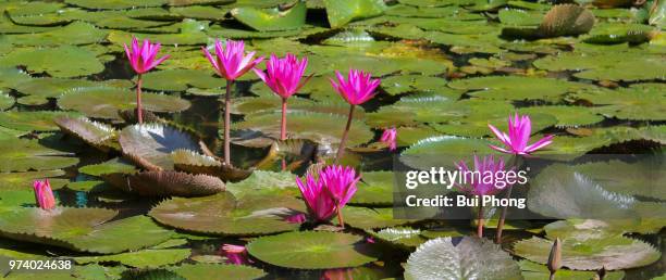 untitled - waterlelie stockfoto's en -beelden