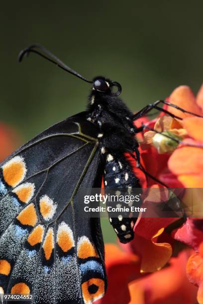 time to eat! - black swallowtail butterfly stockfoto's en -beelden