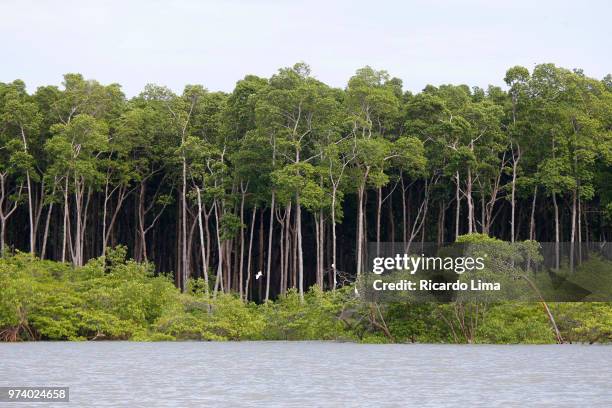 mangrove forest - amazon rainforest trees stock pictures, royalty-free photos & images