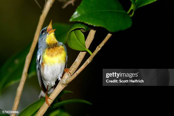 German Parula Parula Photos and Premium High Res Pictures - Getty Images