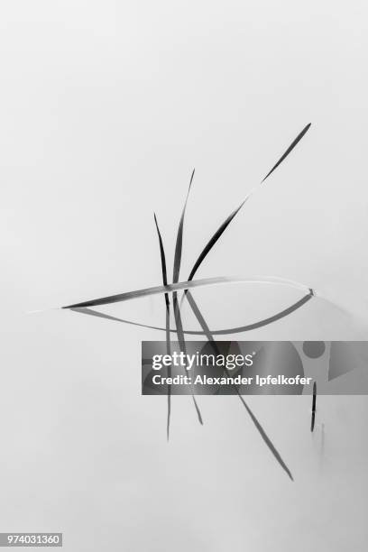 grass blades submerged in ice - alexander ipfelkofer stock-fotos und bilder