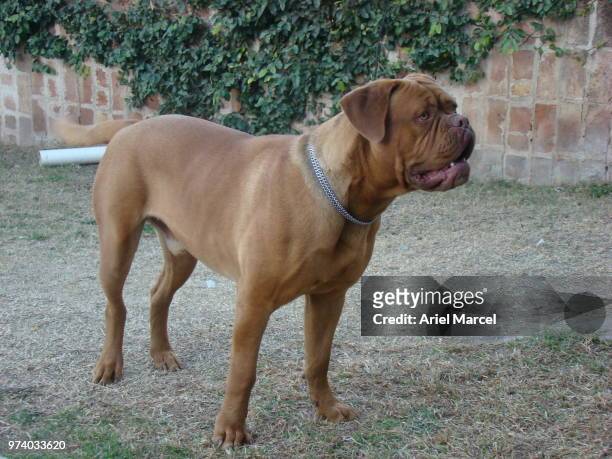 troy iv - french mastiff stock pictures, royalty-free photos & images
