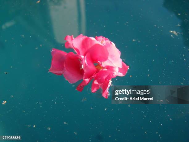 flor en el agua ii - rosa flor stock pictures, royalty-free photos & images