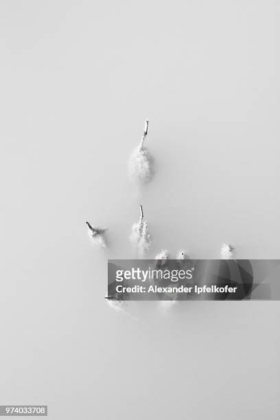 twig submerged in ice - alexander ipfelkofer stock pictures, royalty-free photos & images