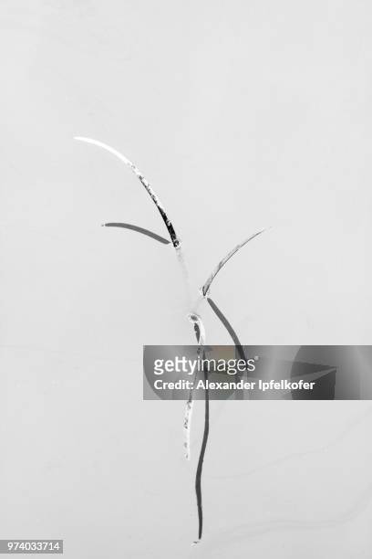 twig submerged in ice - alexander ipfelkofer stock pictures, royalty-free photos & images