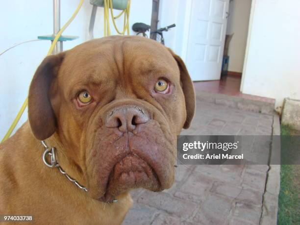 troy v - french mastiff stock pictures, royalty-free photos & images