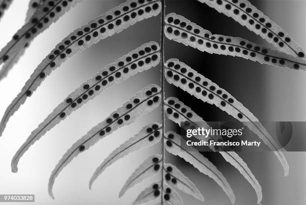 helecho (fern) back - helecho stock pictures, royalty-free photos & images
