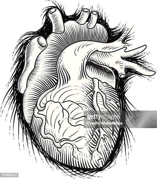 illustrations, cliparts, dessins animés et icônes de coeur humain croquis - valvule mitrale