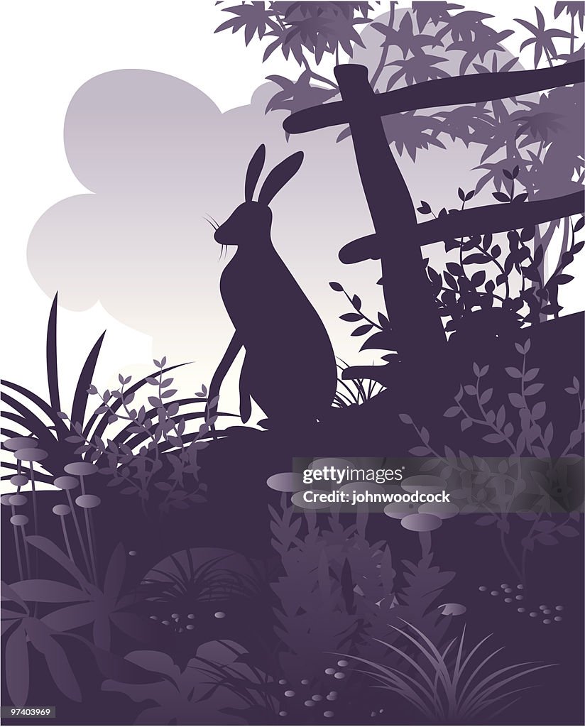Harees Vector Hare High-Res Vector Graphic - Getty Images