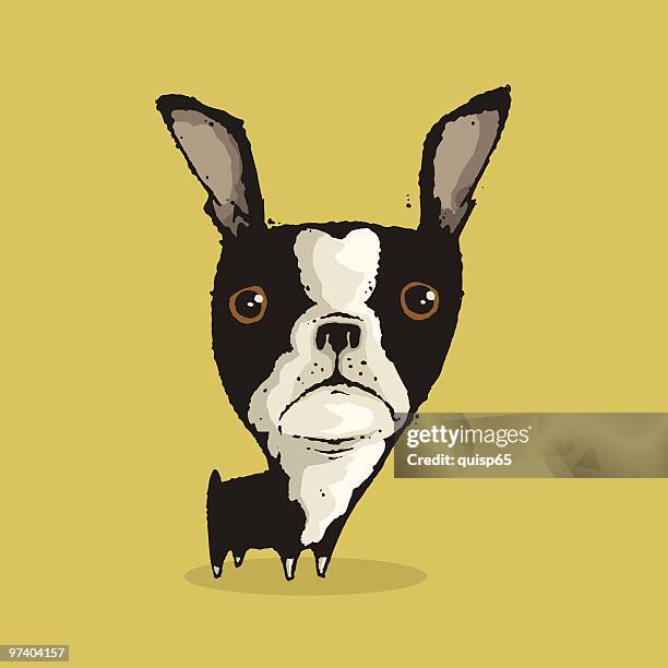 boston terrier - boston terrier stock illustrations