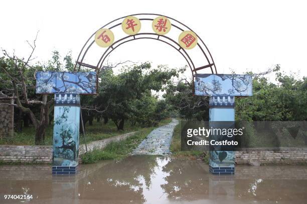 On June 13 in binzhou city, shandong province, China, a heavy rain and hail hit yangxin jinyang pear garden of ten thousand mu. Many pear trees were...