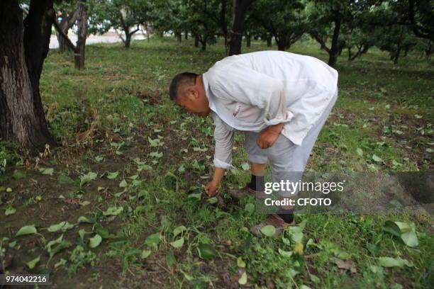 On June 13 in binzhou city, shandong province, China, a heavy rain and hail hit yangxin jinyang pear garden of ten thousand mu. Many pear trees were...