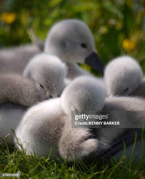 awakenings - duckling stock pictures, royalty-free photos & images