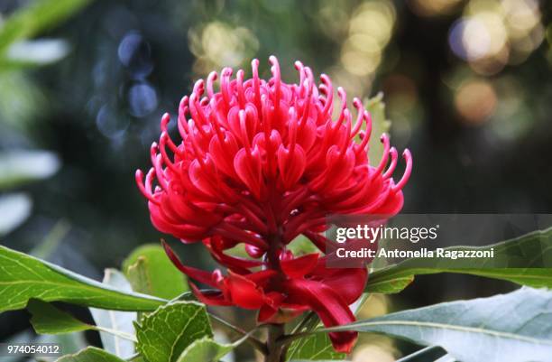 protea - protea stock pictures, royalty-free photos & images
