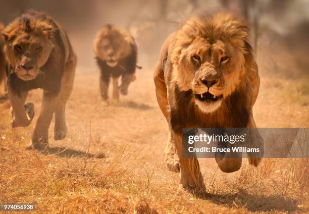 three lions running, zimbabwe - lion feline fotografías e imágenes de stock