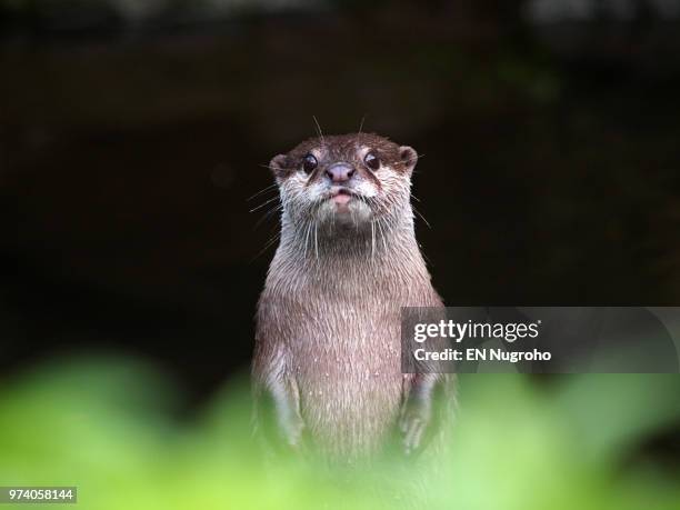 curious - cute otter stock pictures, royalty-free photos & images