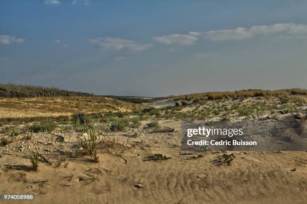 landes - buisson stock pictures, royalty-free photos & images