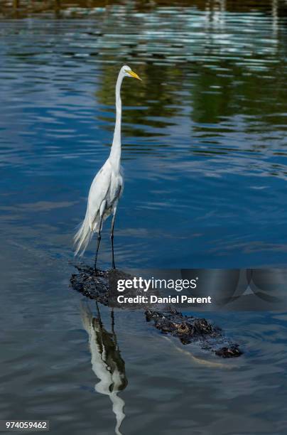 hitchin' a ride - hitchin stock pictures, royalty-free photos & images