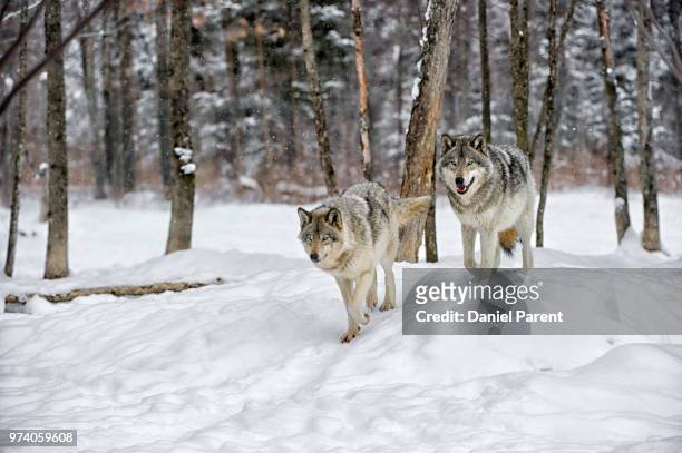 two timber wolves walking in forest - grijze wolf stockfoto's en -beelden