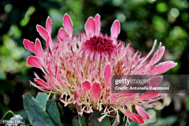 king protea - protea stock pictures, royalty-free photos & images