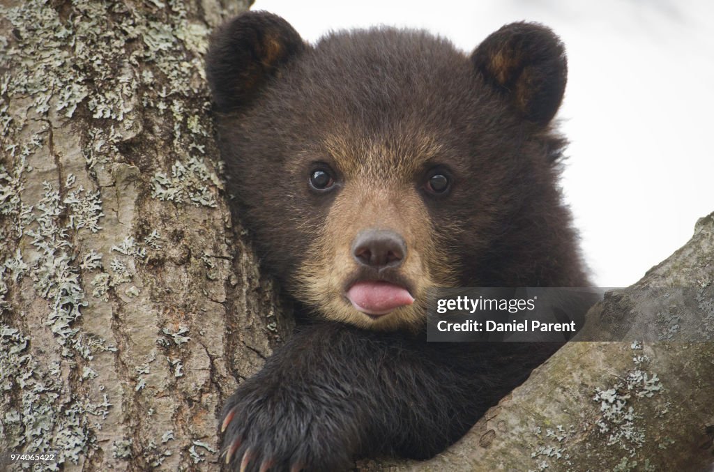 Normal Cub Bear Cub High-Res Stock Photo - Getty Images