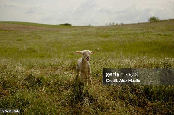 lone lamb (ovis aries) bleating on meadow - lonely sheep foto e immagini stock