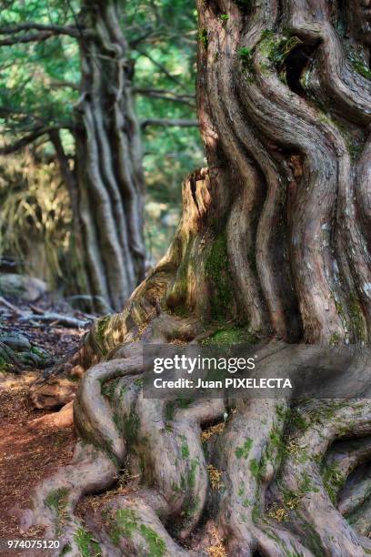 Chase Ruesga 171 Ruesga Stock Photos, High-Res Pictures, and Images - Getty Images