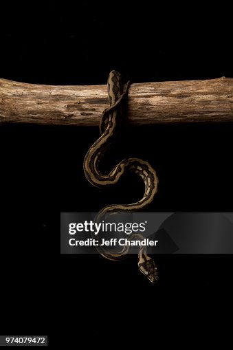 Carpet Python Carpet Python