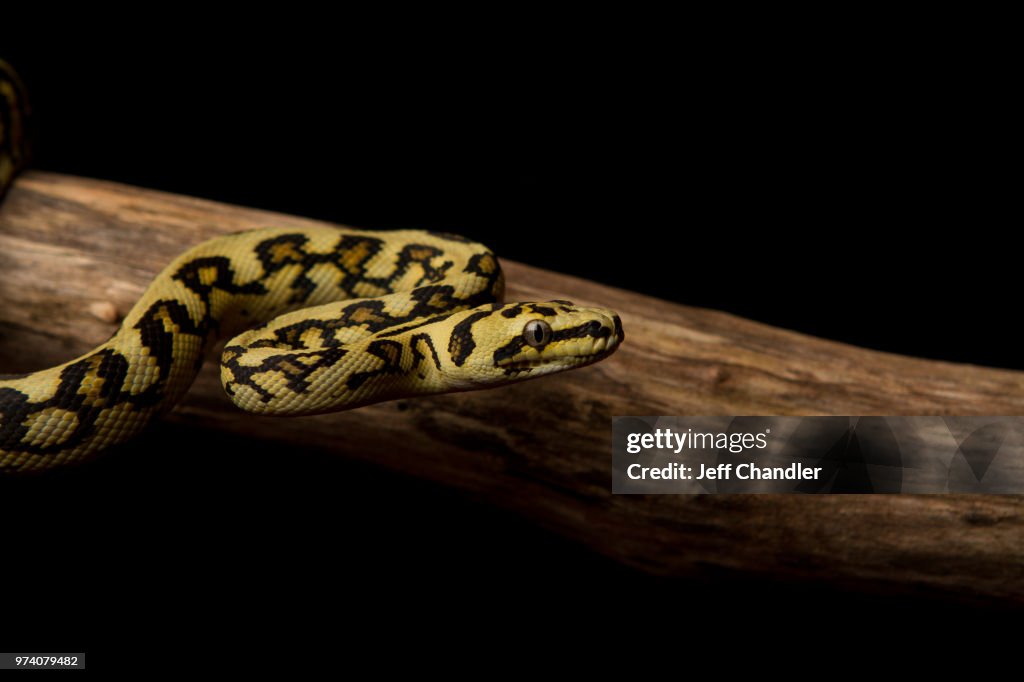 Carpet Python