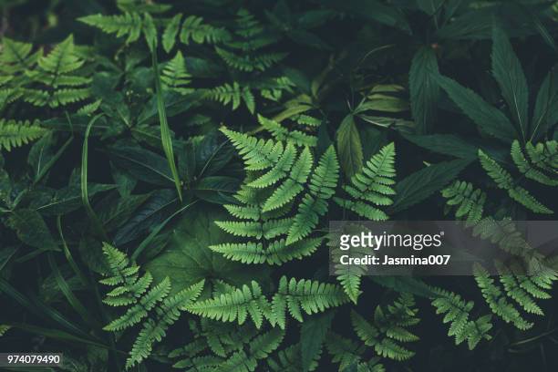 jungle feuilles fond - feuille verte photos et images de collection
