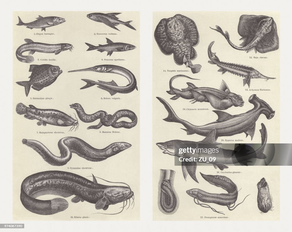 Fish, wood engravings, published in 1897