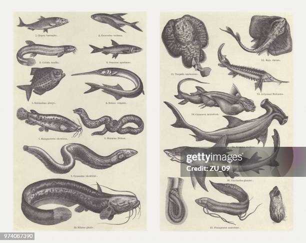 fish, wood engravings, published in 1897 - san francisco cundinamarca stock illustrations