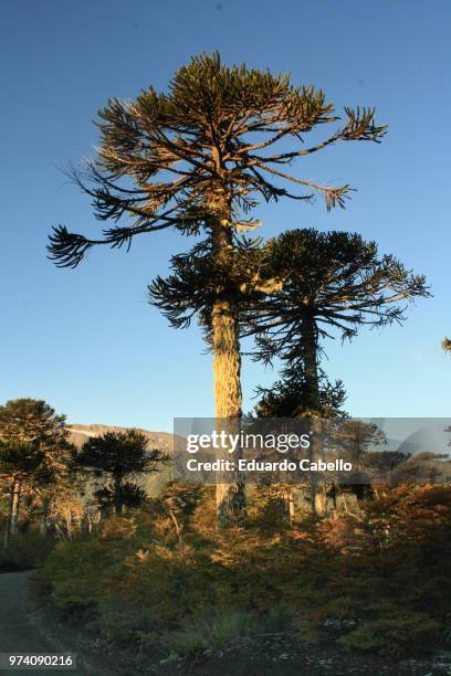 madre e hija - hija stock pictures, royalty-free photos & images