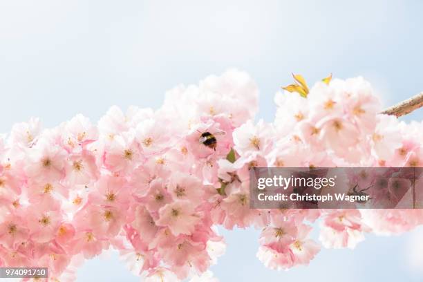 kirschblüte - kirschblüte - fotografias e filmes do acervo