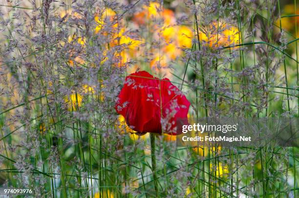 hidden poppy - magie stock pictures, royalty-free photos & images