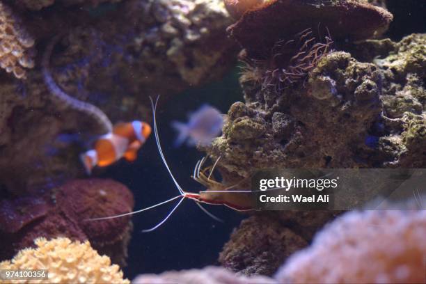 Cleaner Fish Stock 176 Fish Cleaner Shrimp Stock Photos, High-Res Pictures, and Images ...