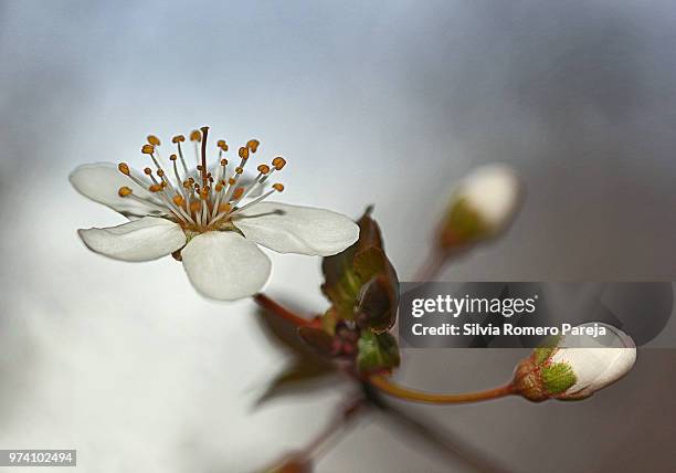 capricho de almendro - almendro stock pictures, royalty-free photos & images