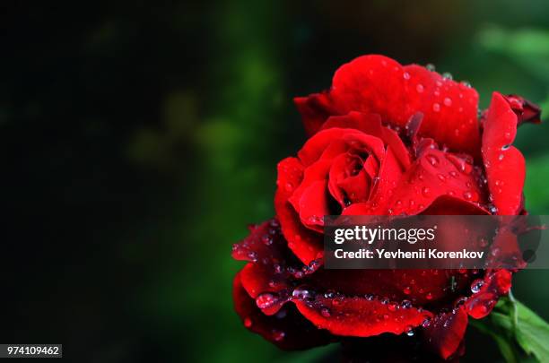 rossa - rosa rossa stock pictures, royalty-free photos & images